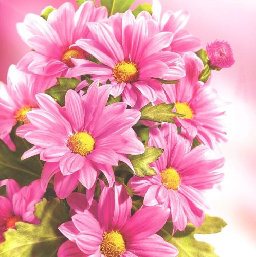 Folded card - Flowers