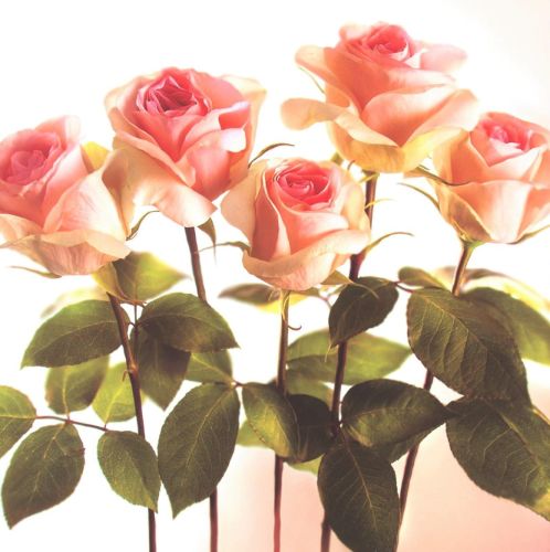 Folded card - Flowers