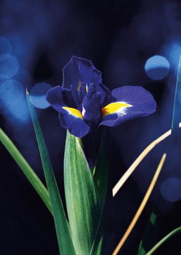 Iris
