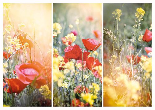 Red poppy collage