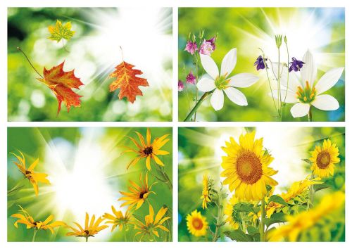 Flower collage