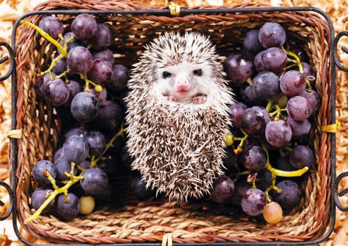 African pygmy hedgehog