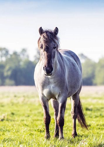 Polish Horse