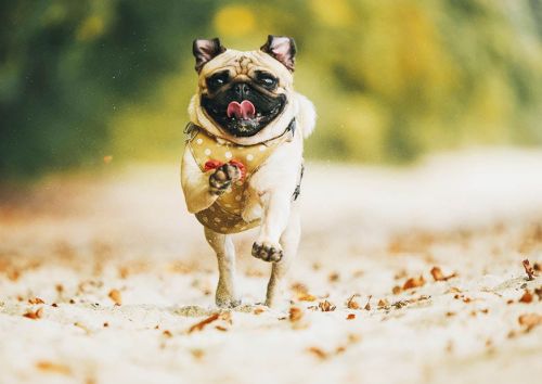 Pug