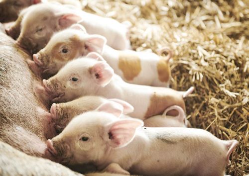 Piglets