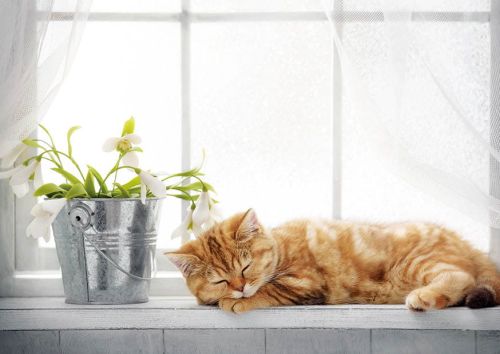 Nap