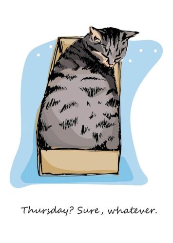 Everyday Cat - Thursday