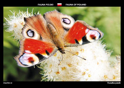 Fauna of Poland: European peacock