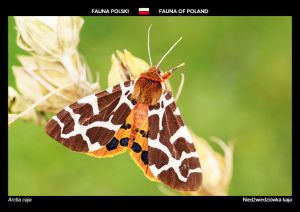 Fauna of Poland: Garden tiger moth