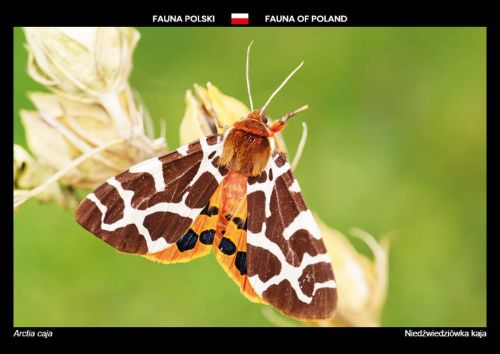 Fauna of Poland: Garden tiger moth