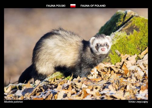 Fauna of Poland: European polecat