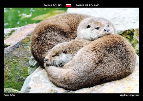Fauna of Poland: Eurasian otter