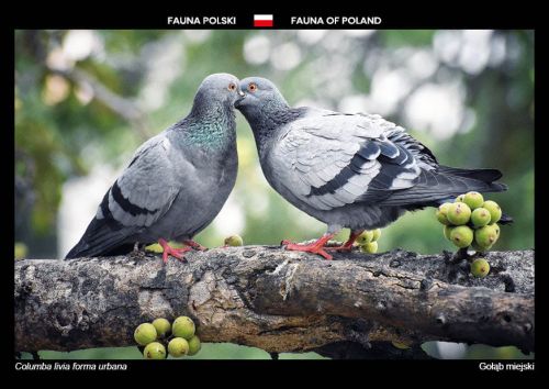 Fauna of Poland: City pigeon