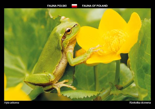 Fauna of Poland: European tree frog