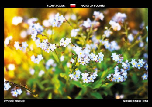 Flora of Poland: Wood forget-me-not