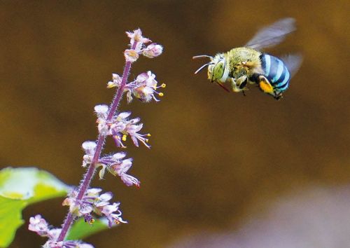 Common Blue-banded Bee