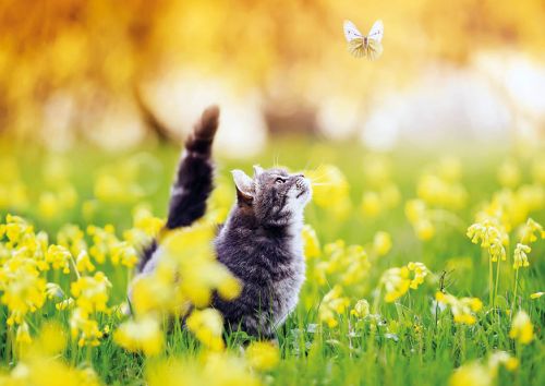 Cat on the meadow