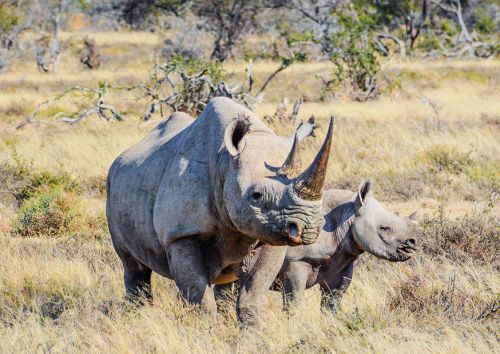 Endangered animals: Black Rhino