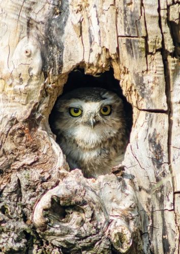 Juvenile Burrowing Owl