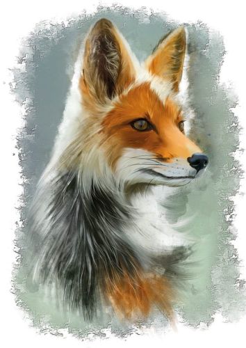 Portrait of Red Fox