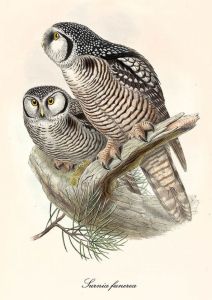 Surnia ulula - Northern hawk-owl