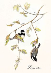 Periparus ater - Coal tit