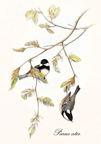 Periparus ater - Coal tit