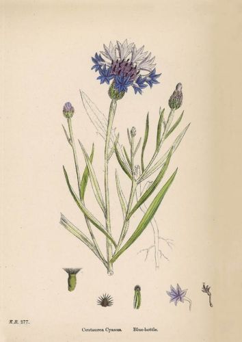 Centaurea Cyanus - Blue bottle Cornflower