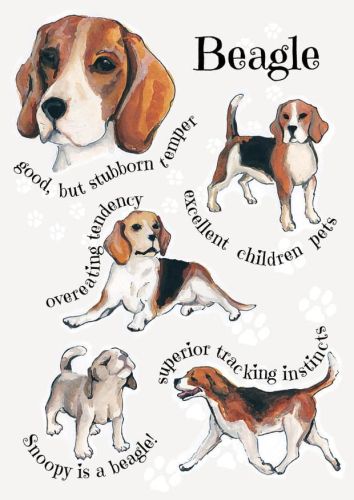 Dog Breeds - Beagle