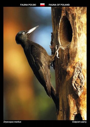 Fauna of Poland: Black woodpecker