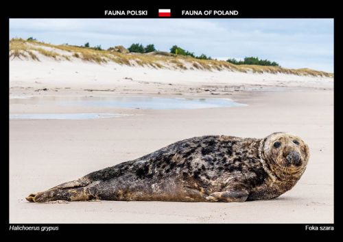 Fauna of Poland: Grey seal