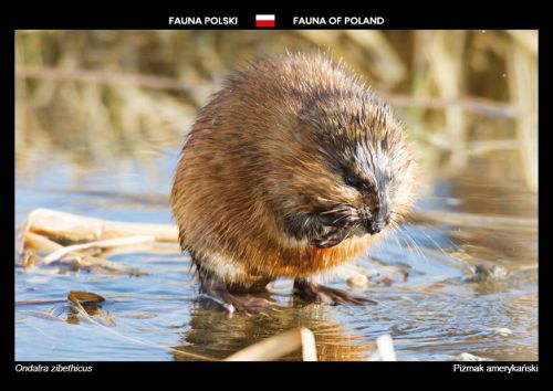 Fauna of Poland: Muskrat