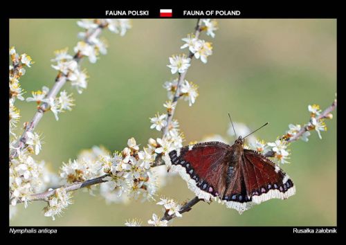 Fauna of Poland: Mourning cloak