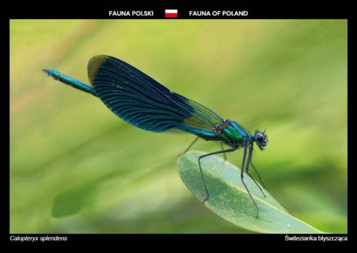 Fauna of Poland: Banded demoiselle