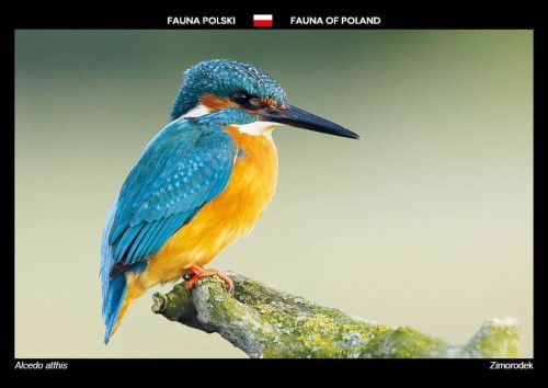 Fauna of Poland: Common kingfisher