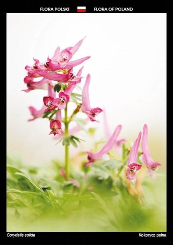 Flora of Poland: Fumewort