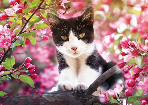 Kitten on an apple tree