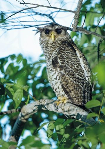 Spot-bellied eagle-owl