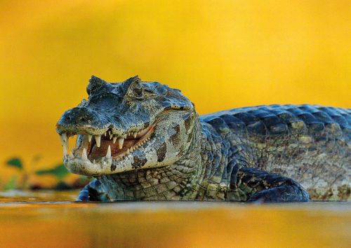 Yacare Caiman