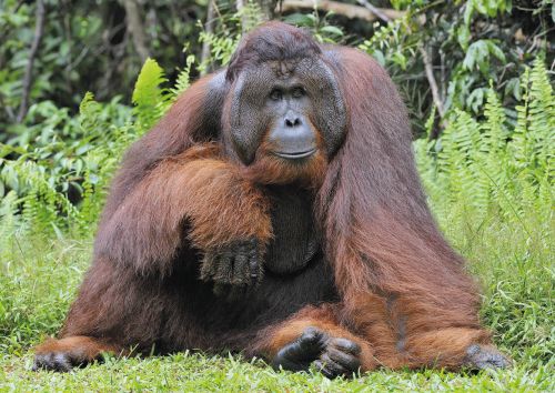 Endangered animals: Bornean Organgutan
