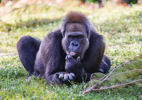 Endangered animals: Cross River Gorilla
