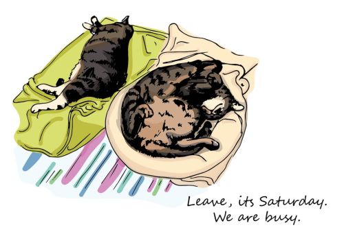 Everyday cat - Saturday