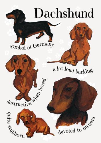 Dog breeds - Dachshund