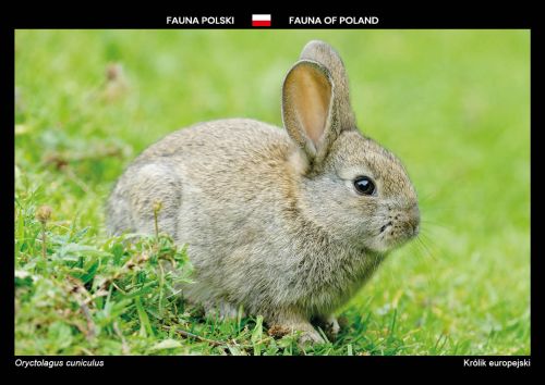 Fauna of Poland: European rabbit
