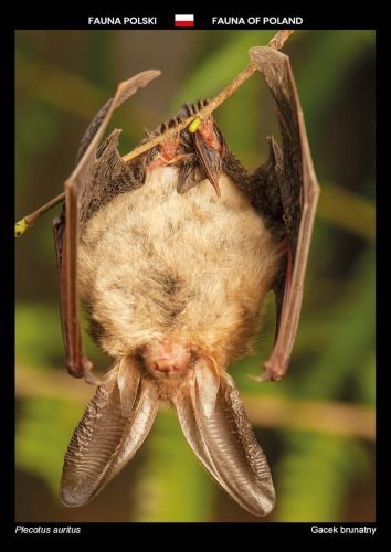Fauna of Poland: Brown long-eared bat