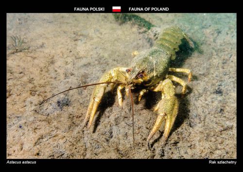 Fauna of Poland: European crayfish