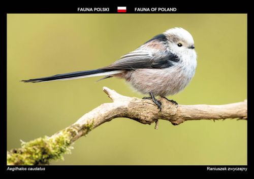 Fauna of Poland: Long-tailed tit