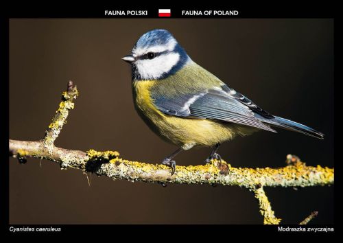 Fauna of Poland: Eurasian blue tit