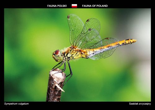 Fauna of Poland: Vagrant darter