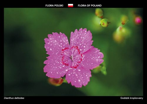 Flora of Poland: The maiden pink